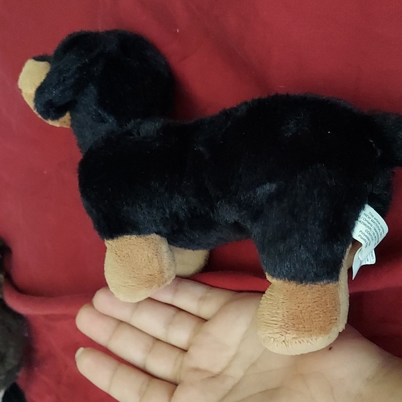 Puppy Black & Tan - Picture 8 of 8